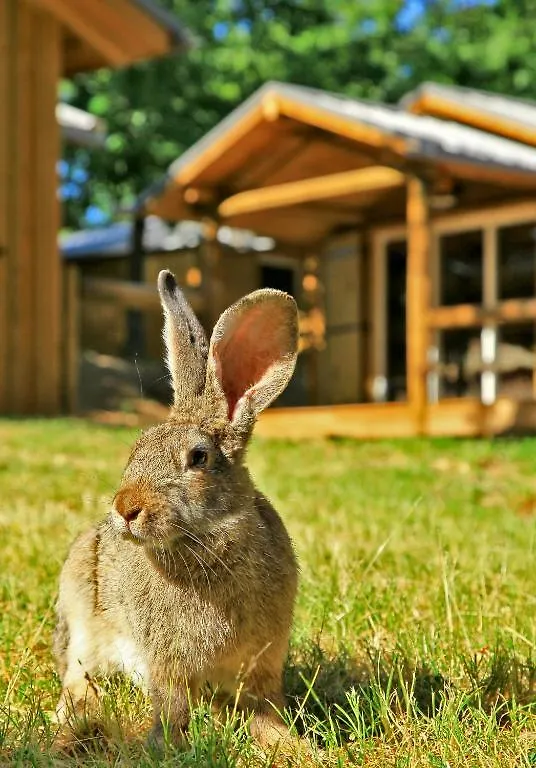 Albirondack Camping Lodge & Spa Francia